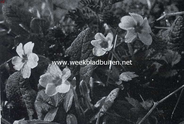 Zuid-Limburgsche planten. Stengellooze sleutelbleom