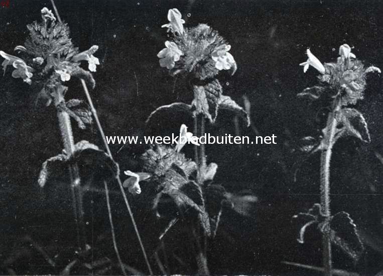Zuid-Limburgsche planten. Borstelkrans