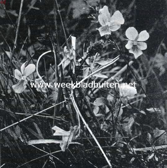 Zuid-Limburgsche planten. Zinkviooltje
