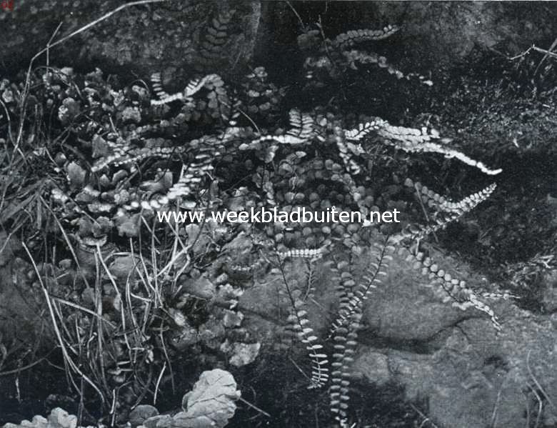 Zuid-Limburgsche planten. Steenbreekvaren