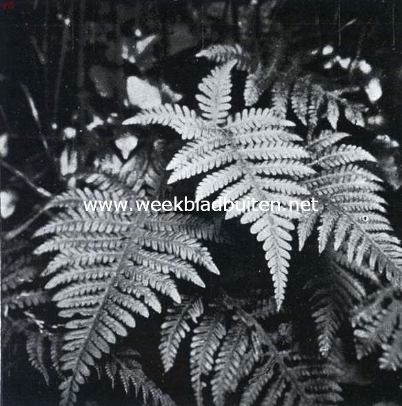 Zuid-Limburgsche planten. Gebogen beekvaren