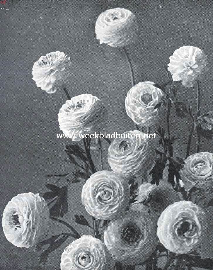Ranonkels (opname N.V. Turkenburg, Bodegraven)
