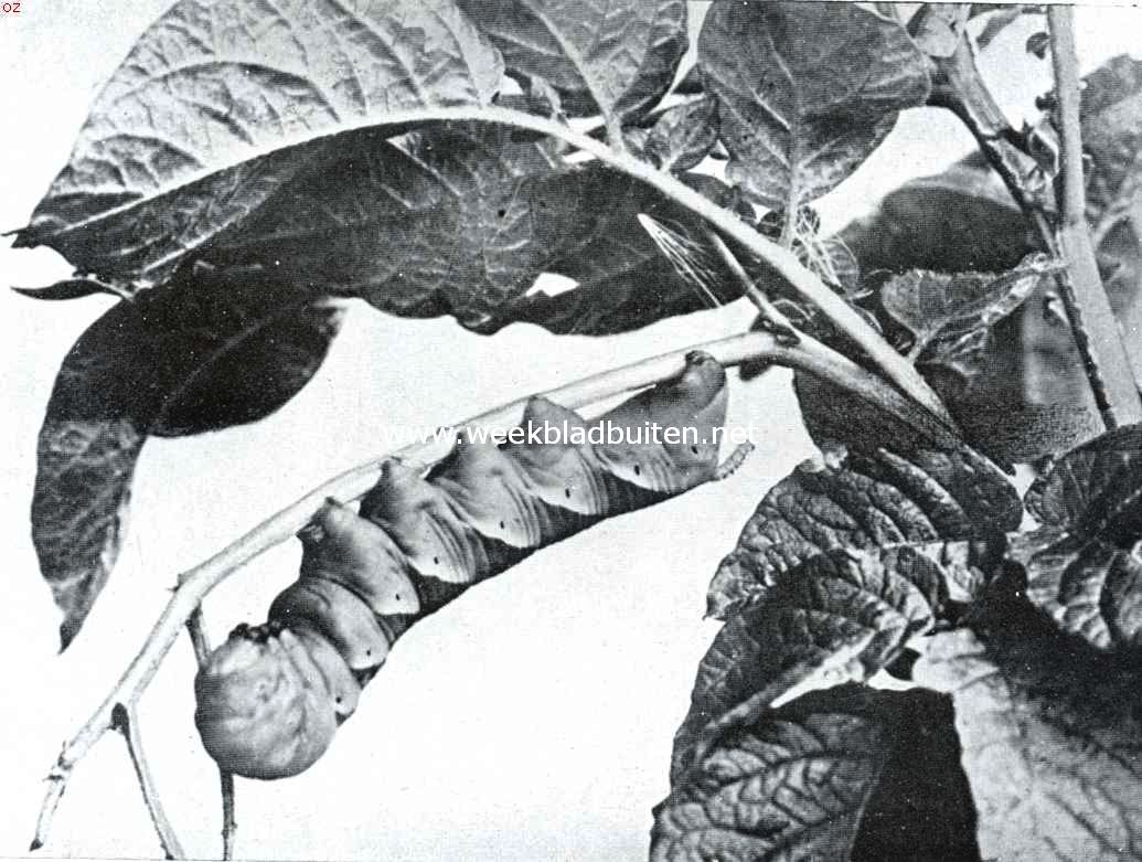 Rups van de doodskopvlinder op aardappelloof (foto K.O. Bartels uit: 