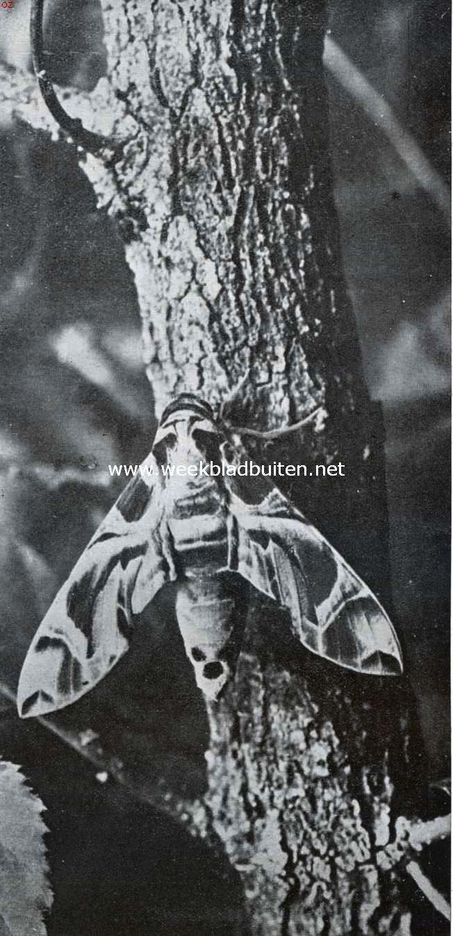 Oleanderpijlstaart (foto K.O. Bartels uit: 