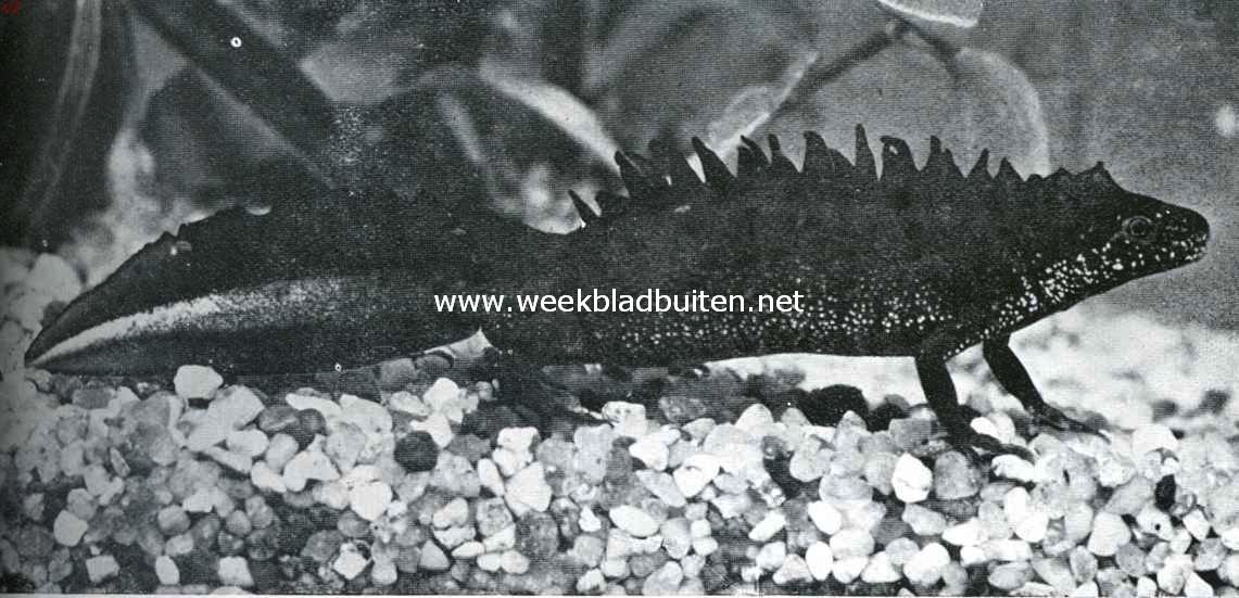 In het voorjaar draagt het mannetje van den grooten watersalamander een grooten kam op den rug en pronkt in de levendigste kleuren
