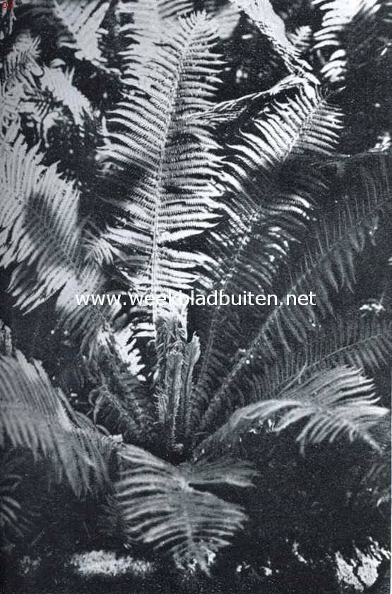 Mattheucia Japonica