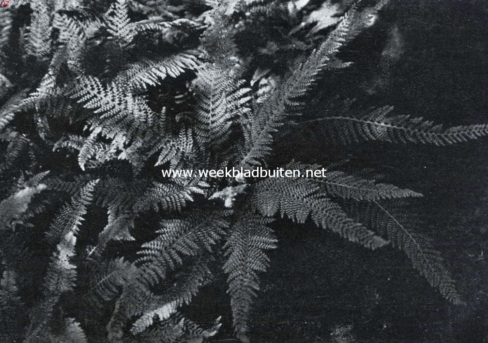Polystichum Angulare Divisilobum