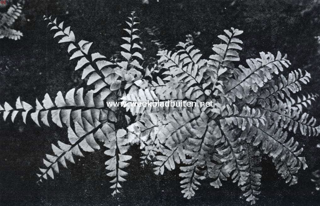 Varens, Adianthum Pedatum