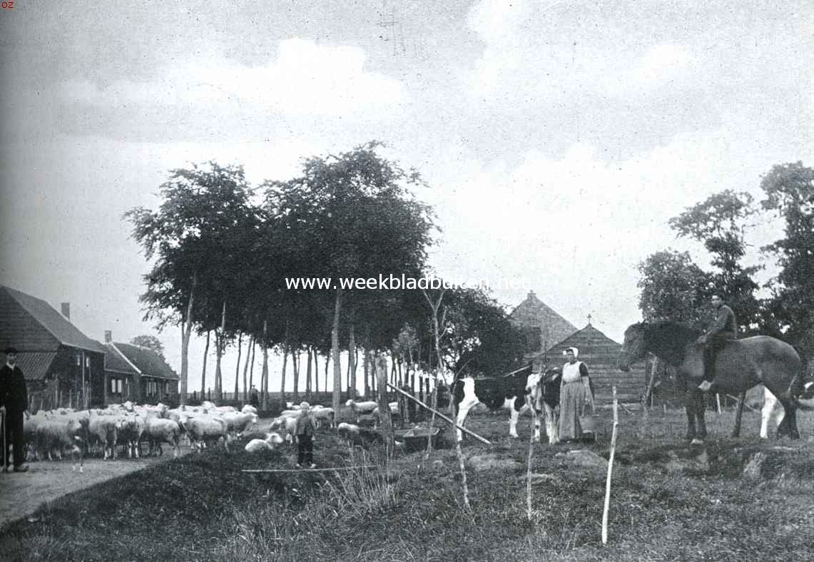 De Bevelanden. Zuid-Bevelandsche scheper