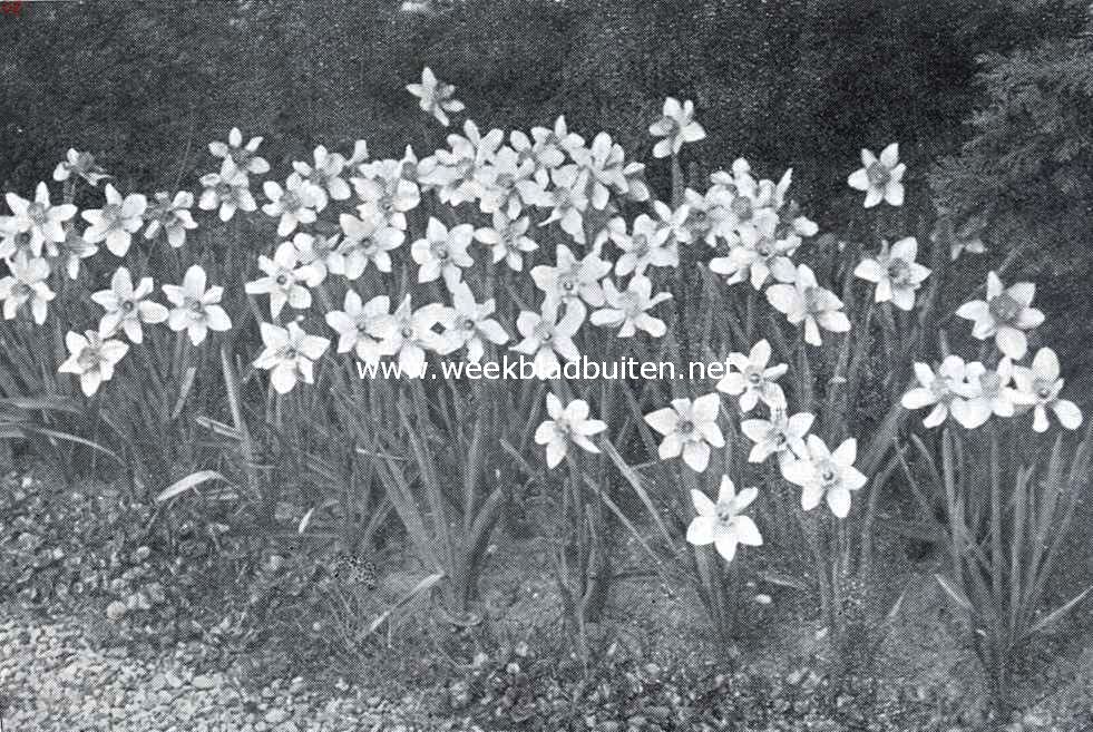 Narcissen voor tuinbeplanting. Sir Watkin
