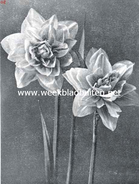 Narcissen voor tuinbeplanting. Sulpher Phoenix