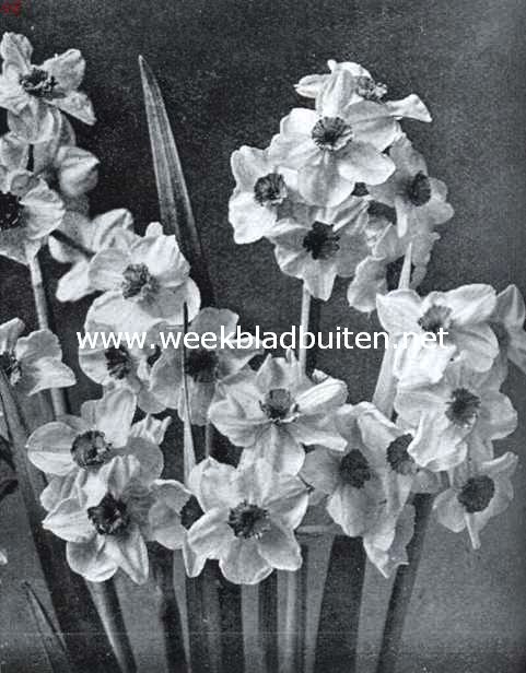 Narcissen voor tuinbeplanting. Orange Cup
