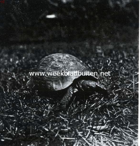 Grieksche landschildpad