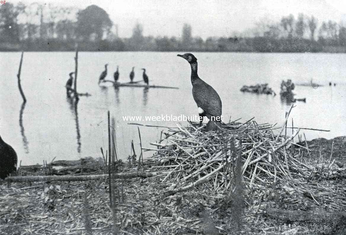 Aalscholver op het nest