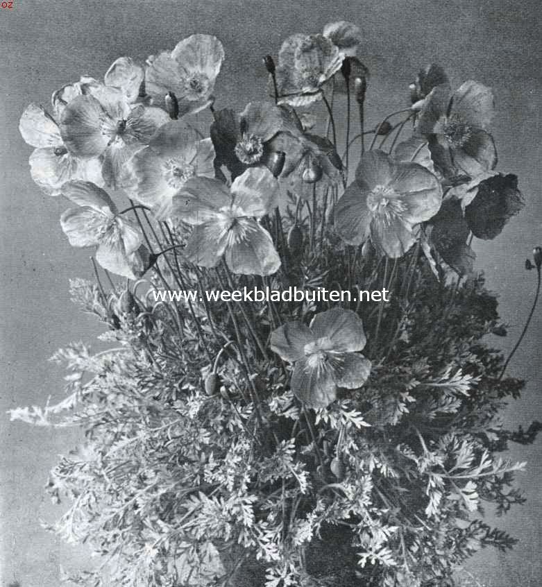 Papaver Alpinum, het dwergpapavertje