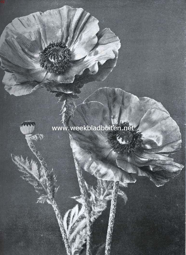 Papaver Orientale Dazzler