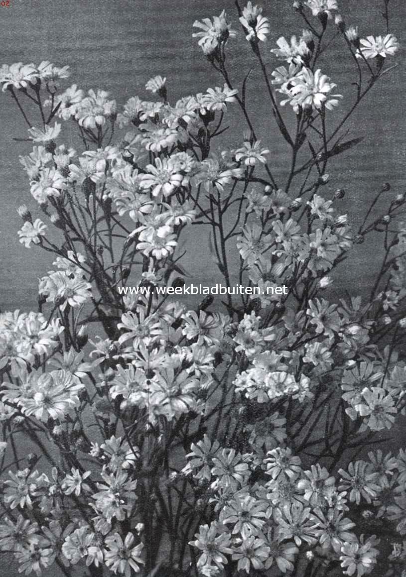 Aster Ptarmicodes