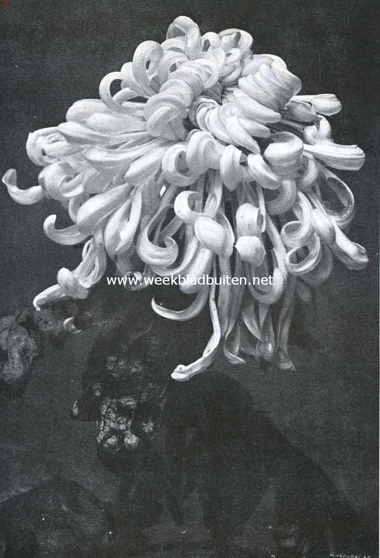 Chrysanthemum 