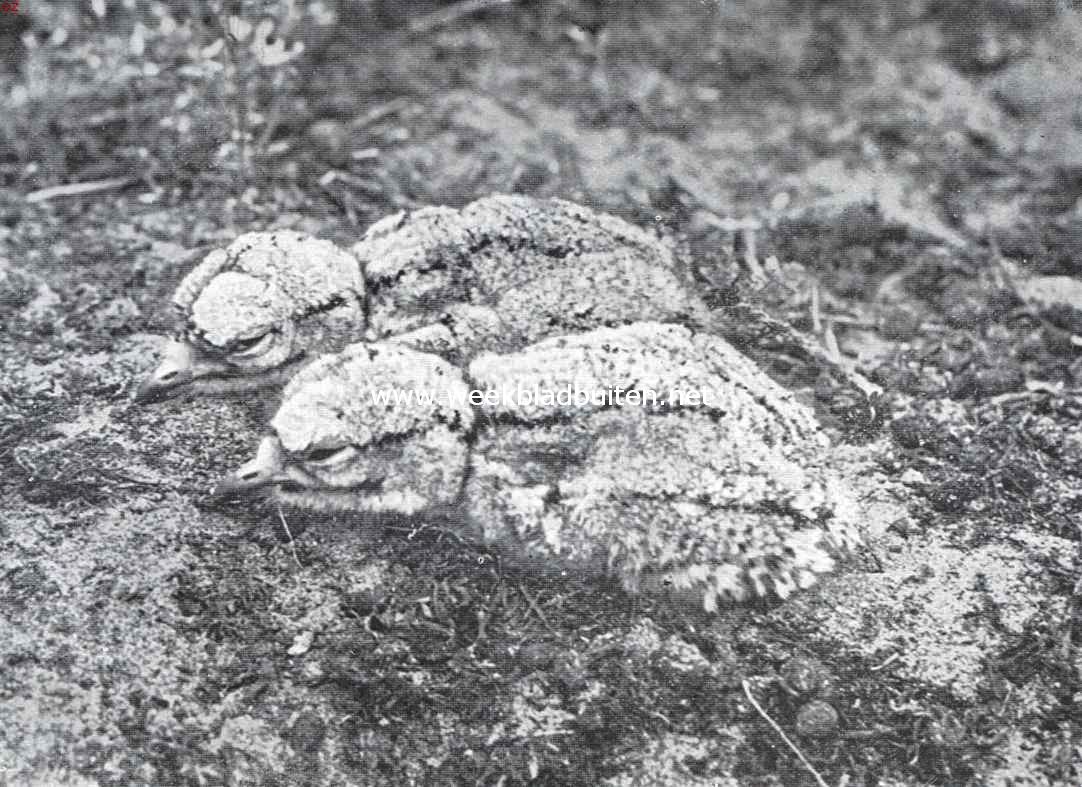 Mimicri en camouflage. Jonge grielen