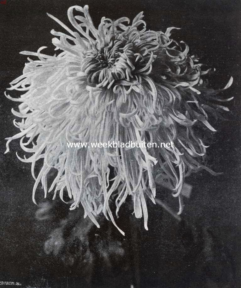 Chrysanthemum G.J. Bier