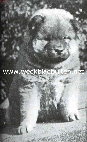 De Chow-Chow. Chow-Chow pup, 7 weken oud, uit den kennel van mevr. Roes-Roes te Oosterbeek