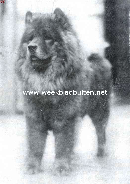 De Chow-Chow. De bekende Chow-Chow Rocslow Coronet, die onlangs gestorven is
