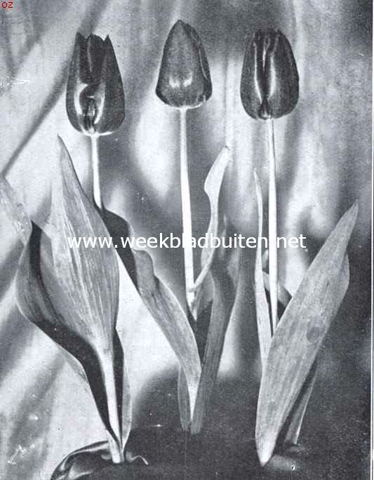 Prins van Oostenrijk, type van enkele vroege tulp