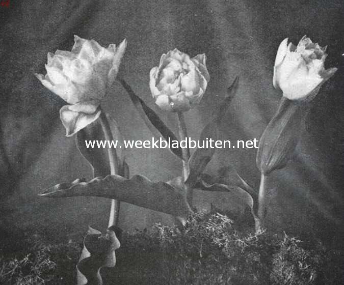 Mr. Van den Hoeff, type van dubbele vroege tulpen