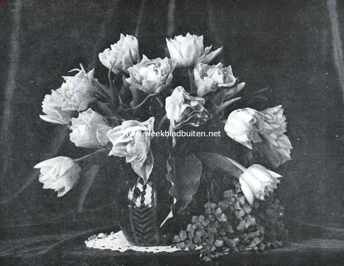 Dubbele vroege tulp 