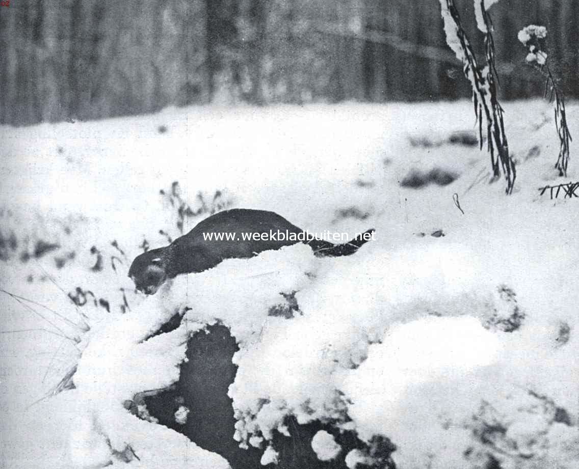 Bunzing op jacht in de sneeuw