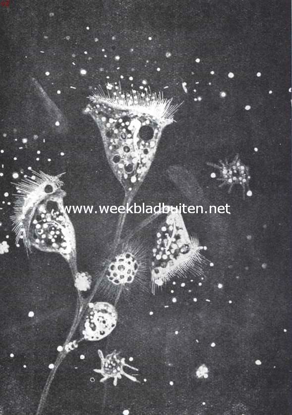 De wereld van het kleine. Een klokdiertje, Carchesium. Dit is een vorm, waarbij eenige diertjes tot een kolonie vereenigd blijven, het geperforeerde kogeltje erachter is een zoetwater-zonnediertje, Clathrulina, waarvan naar alle richtingen schijnvoetjes uitstralen