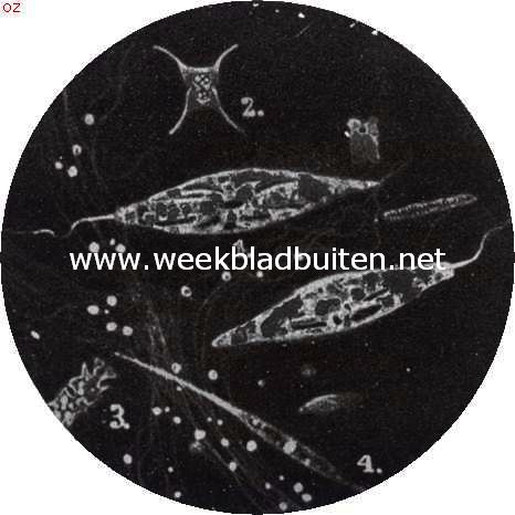 De wereld van het kleine. Enkele eencellige wieren. 1. Euglena, een vorm met langen zweepstaart; 2. Antrodesmus; 3. Euastrum