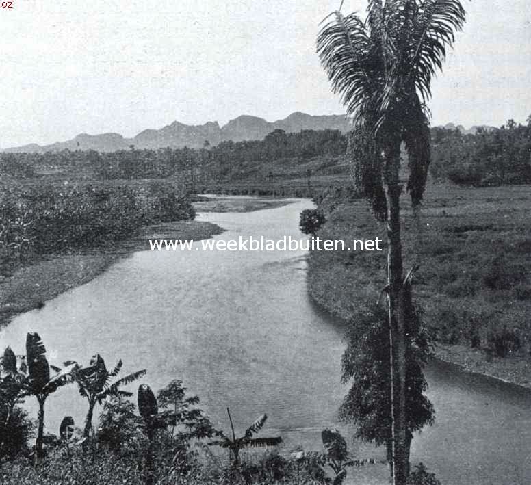 Riet, biet, palm. Een alleenstaande arnpalm in een typisch landschap van Midden-Celebes. De vrouwelijke bloemtros zit tusschen de bladeren. De mannelijke lager. Deze wordt afgetapt. Langs den bamboe naast den stam bereikt de tapper de bloemtros