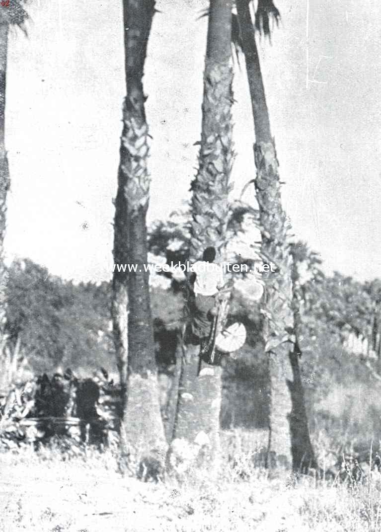 Riet, biet, palm. De tapper klimt met een emmertje van lontarbladeren in den lontarpalm. In dit emmertje verzamelt hij het in de bamboes opgevangen vocht