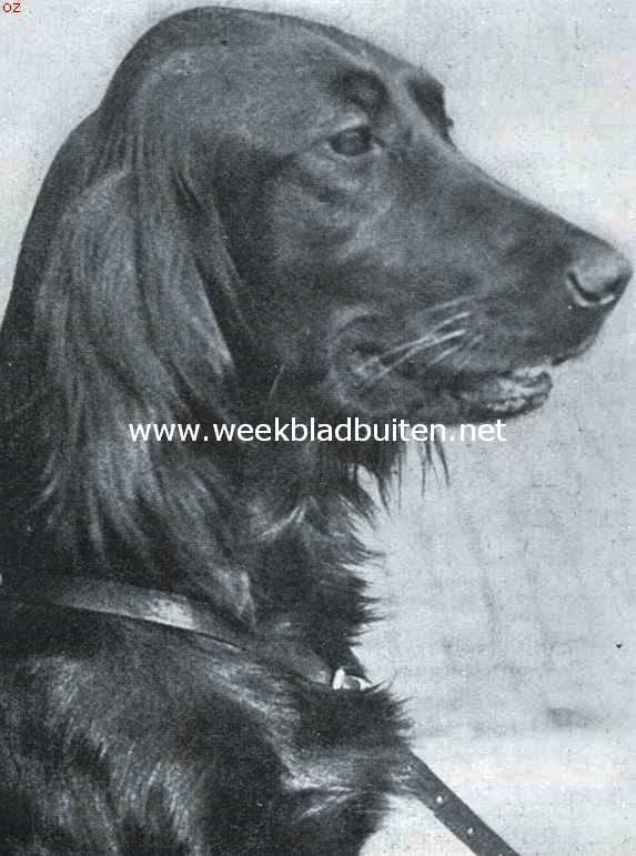 De Iersche setter (teef) Hartsbourne Lucy, de winner van 1935. Uit kennel of Sutherland, Soesterberg