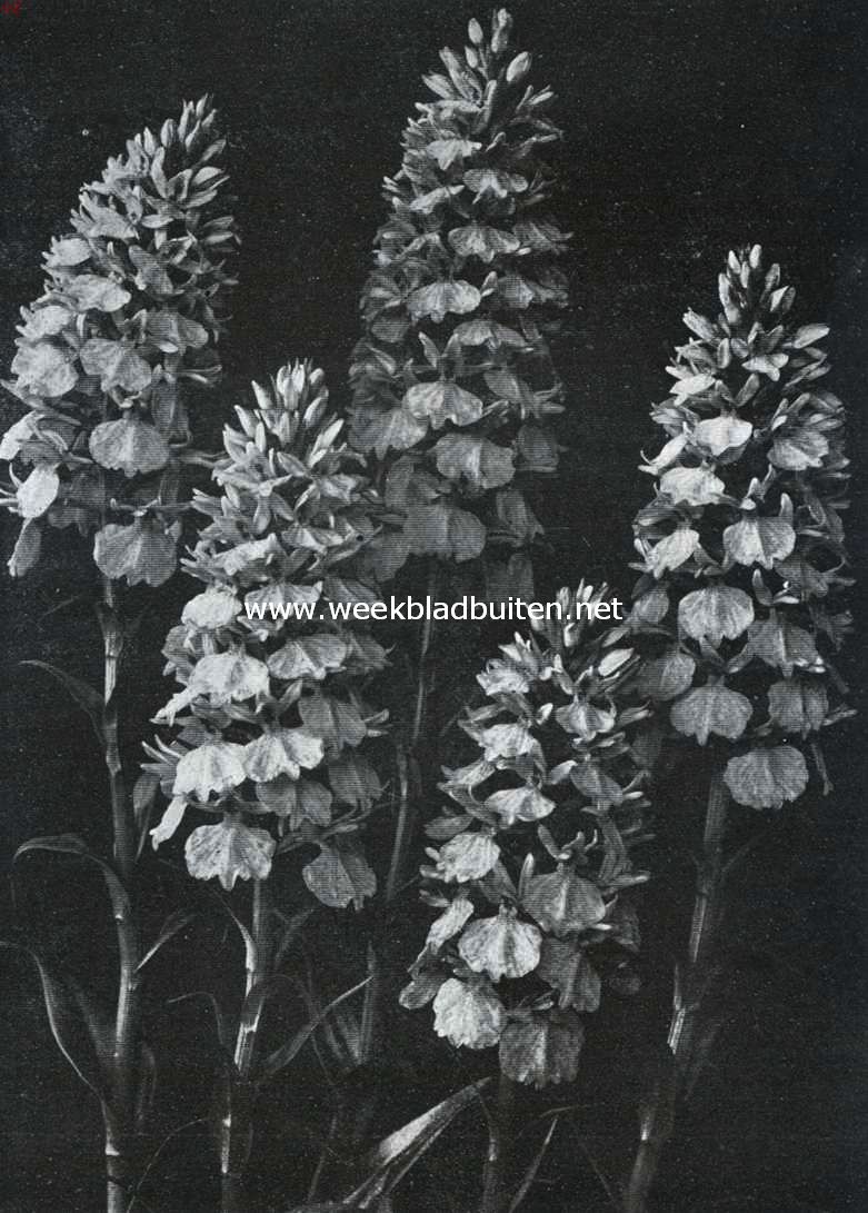 Orchis Foliosa