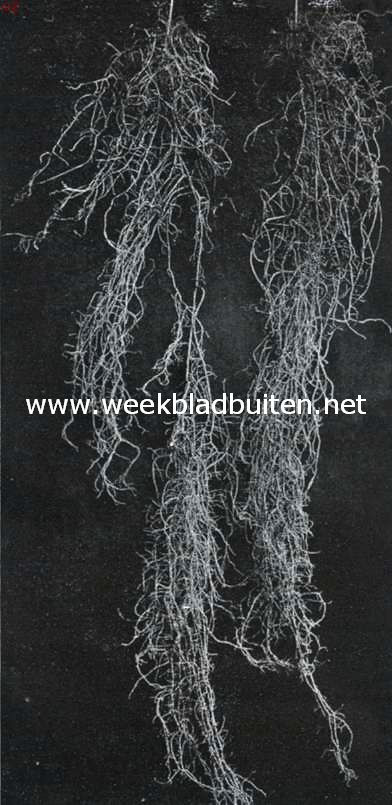Twee baarden van het baardmos