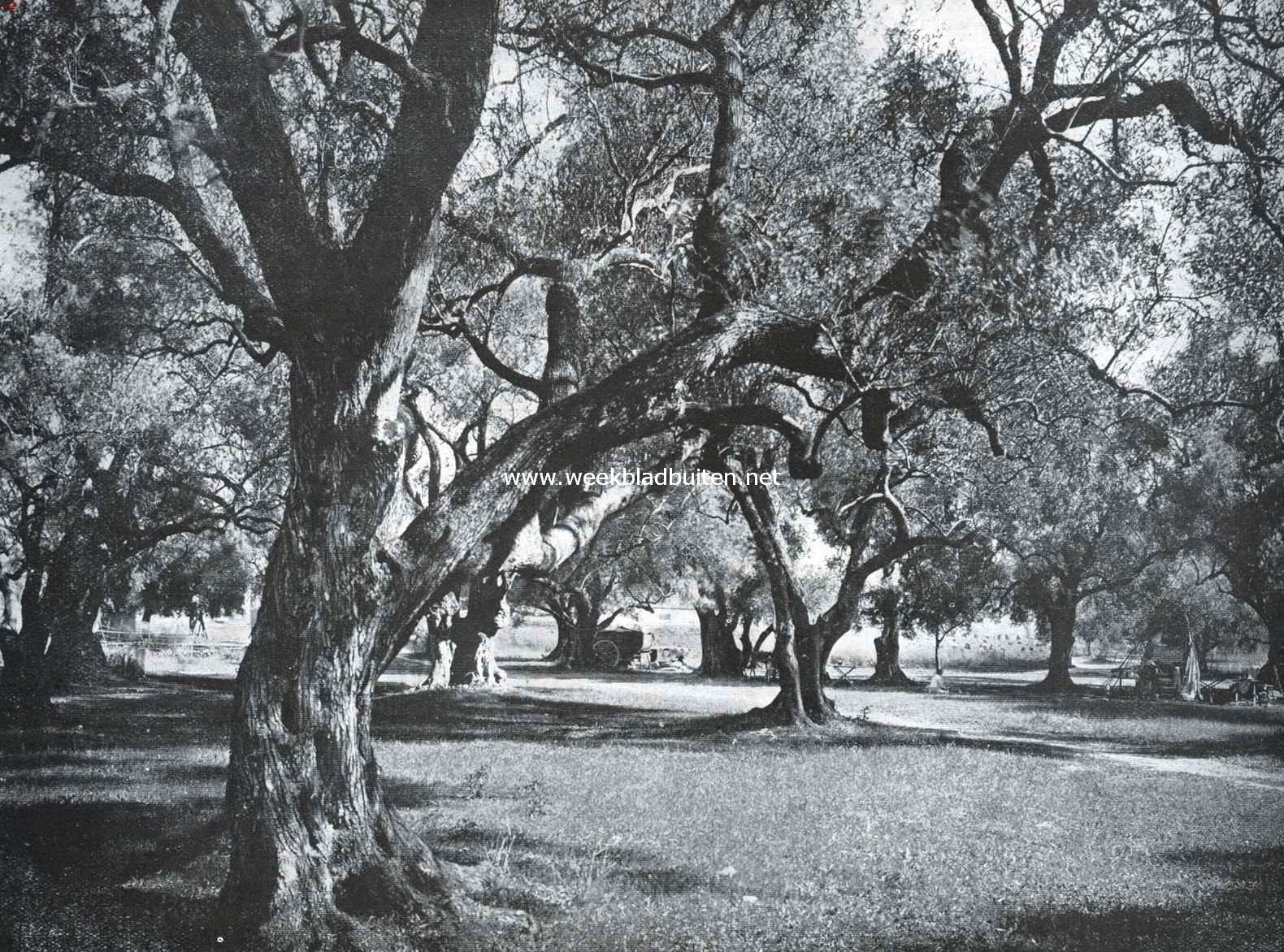 Hector Berlioz te Nice. In de olijfgaarden van de Provence