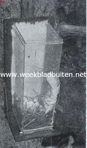 Een nieuw type nestkasten. Dezelfde kast na verwijdering van het buitenwerk. Op den bodem ziet men een spreeuwennest met eieren