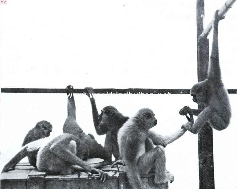 Grijze gibbons. De gibbon-familie