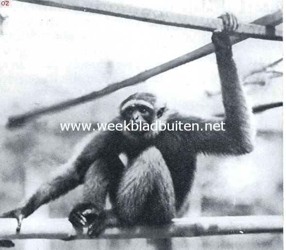 Grijze gibbons. Donkerbruine gibbon (Hylobates Cinereus Milleri)