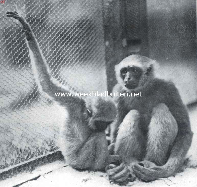 Grijze gibbons. Grijze gibbons (Hylobates Cinereus Albibarbis). Pleegmoeder Ansje met Mascotje