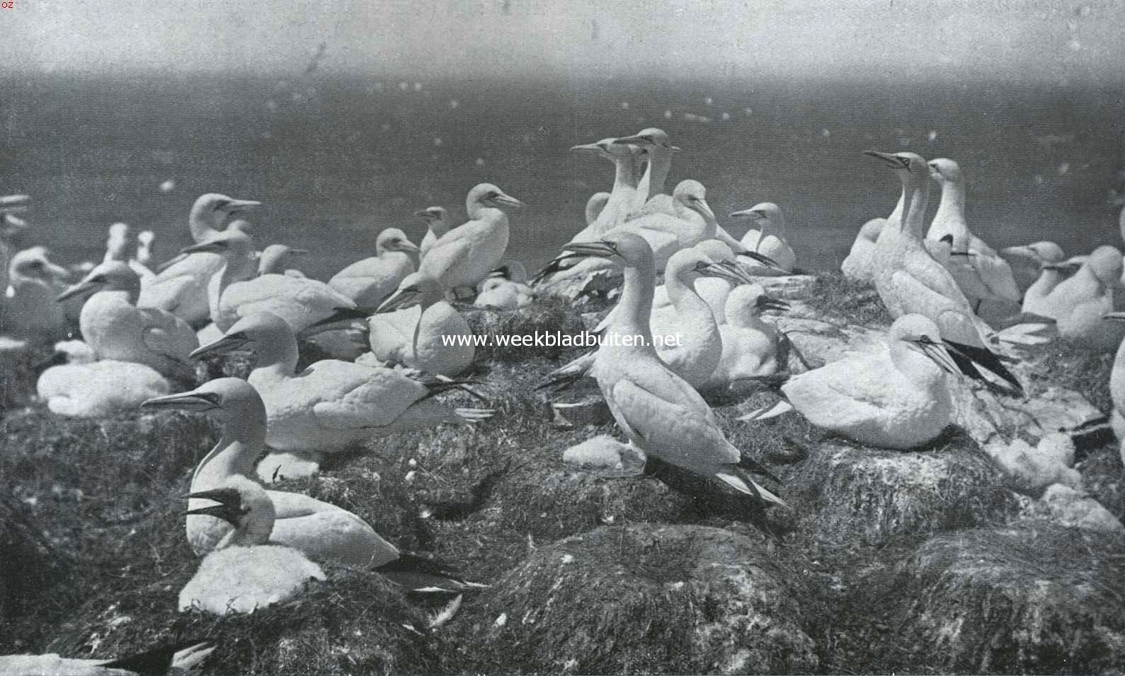 Jan van Genten-kolonie op het eiland Grassholm voor de kust van Wales, de vogels letten niet op de windrichting, zooals vele andere soorten wel doen. Links op den voorgrond een donsjong
