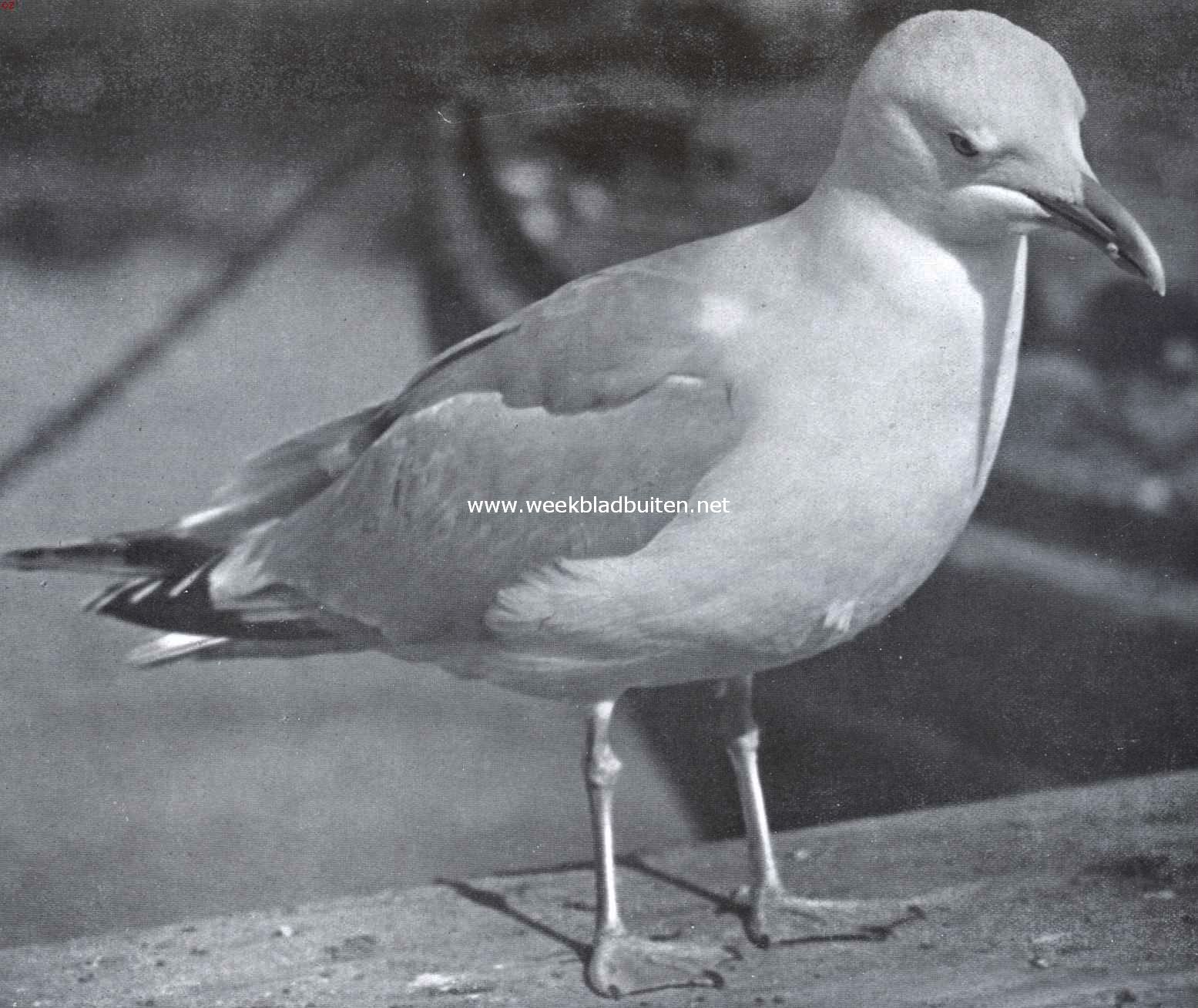 Zilvermeeuw