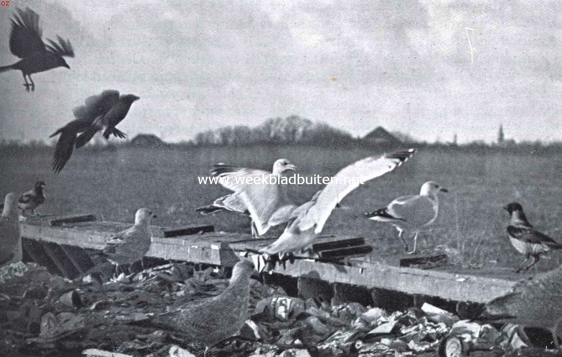 Zilvermeeuw en bonte kraaien op de vuilnisbelt