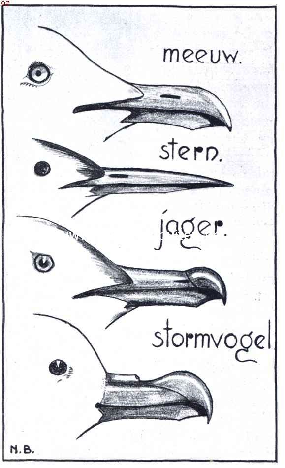Zonder titel (meeuw, stern, jager en stormvogel)