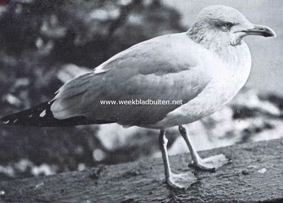 Zilvermeeuw in winterkleed