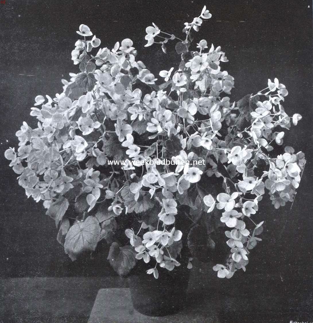 Begonia Lorraine