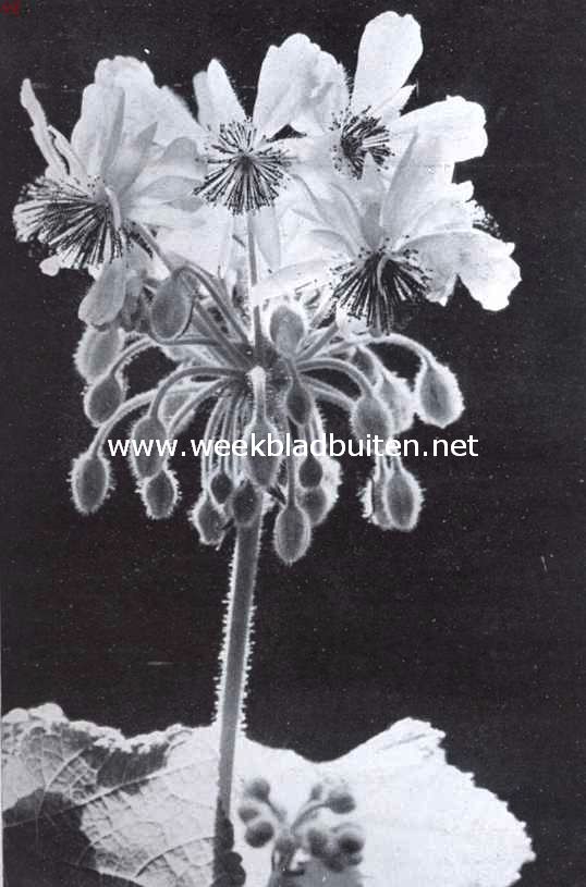 Bloemen van de kamerlinde