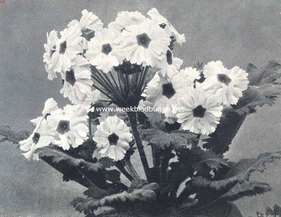 Enkelbloemige Chineesche primula